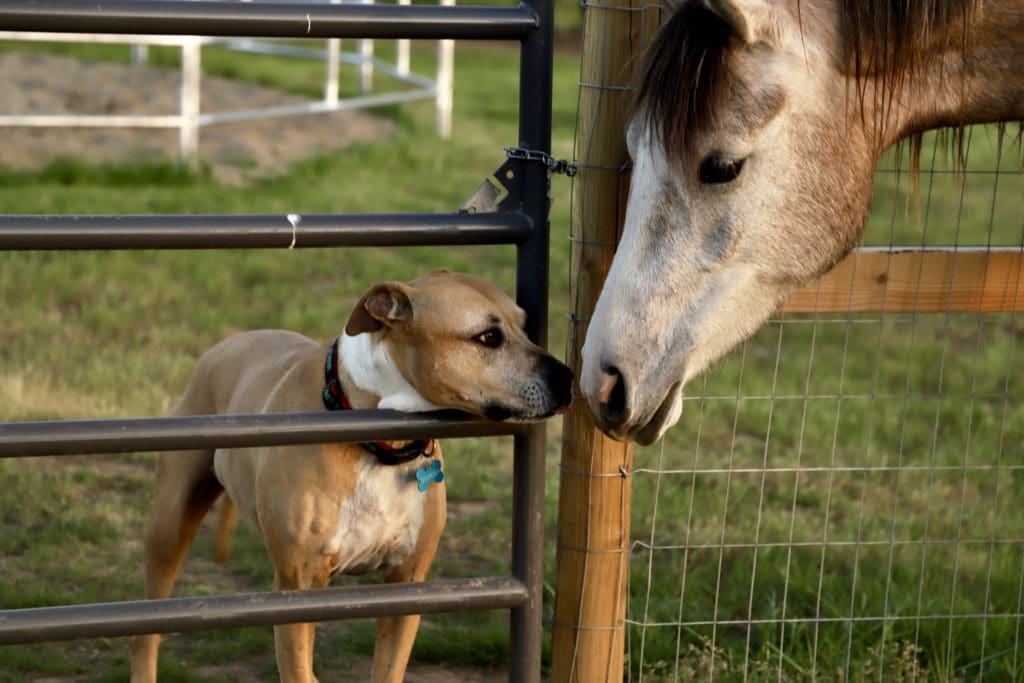A dog and a horse say hello to each other through a fence
