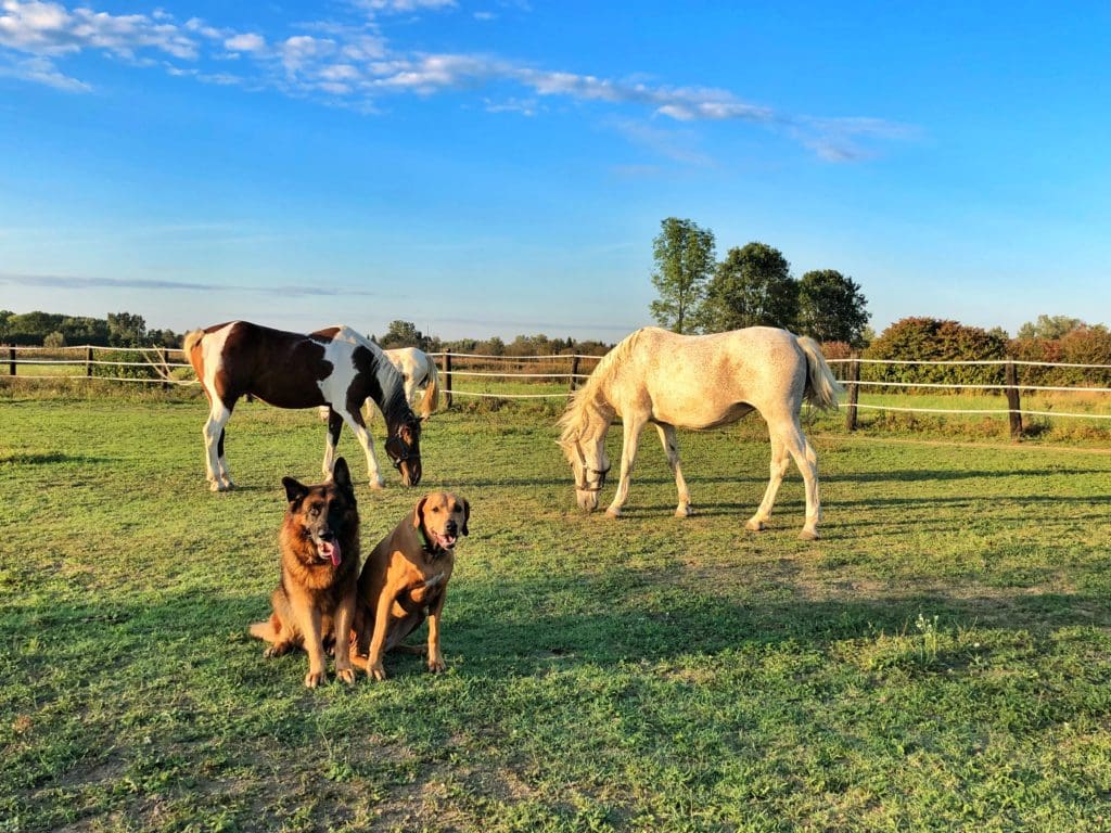 Two horses grazing in a field with two dogs sitting in the foreground